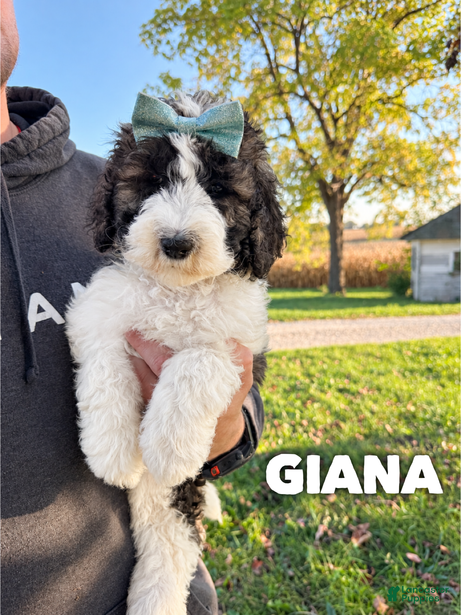 Saint Berdoodles dogs for sale: Giana - standard f1b - Ad 10