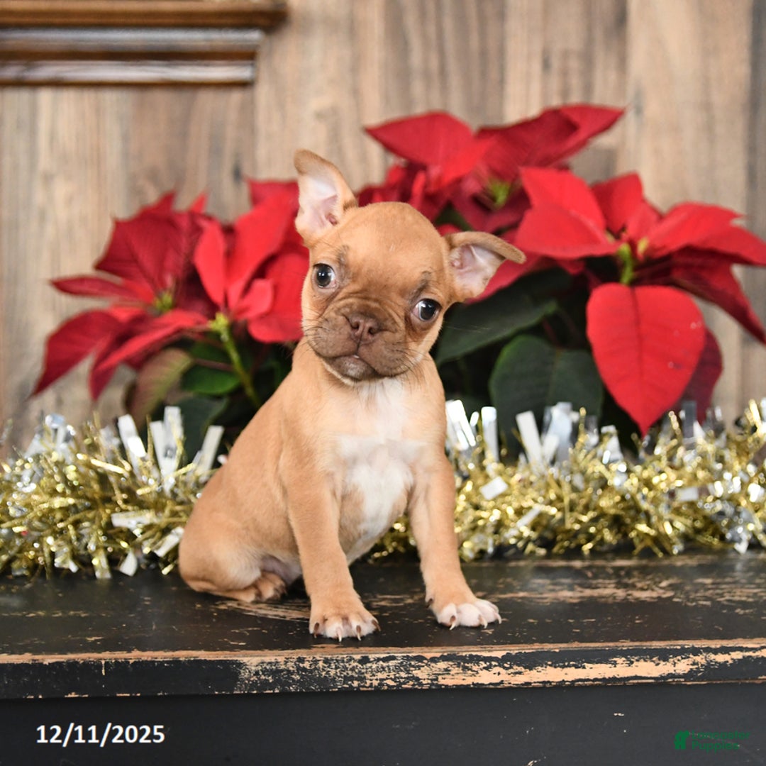 Frenchton dogs for sale: Honey - Ad 5