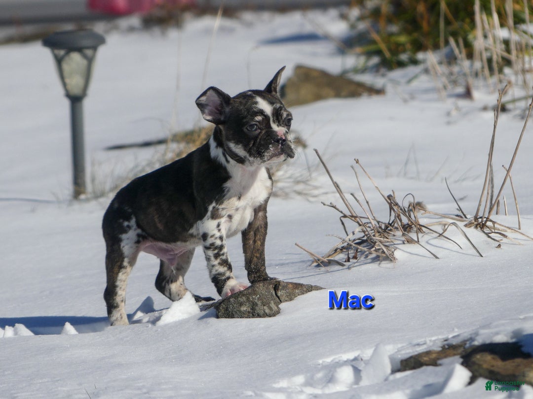 Mixed Breed dogs for sale: Mac - Ad 3