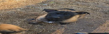 Belgian Malinois 4