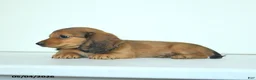 Miniature Dachshund dogs for sale: Darlene - Ad 5