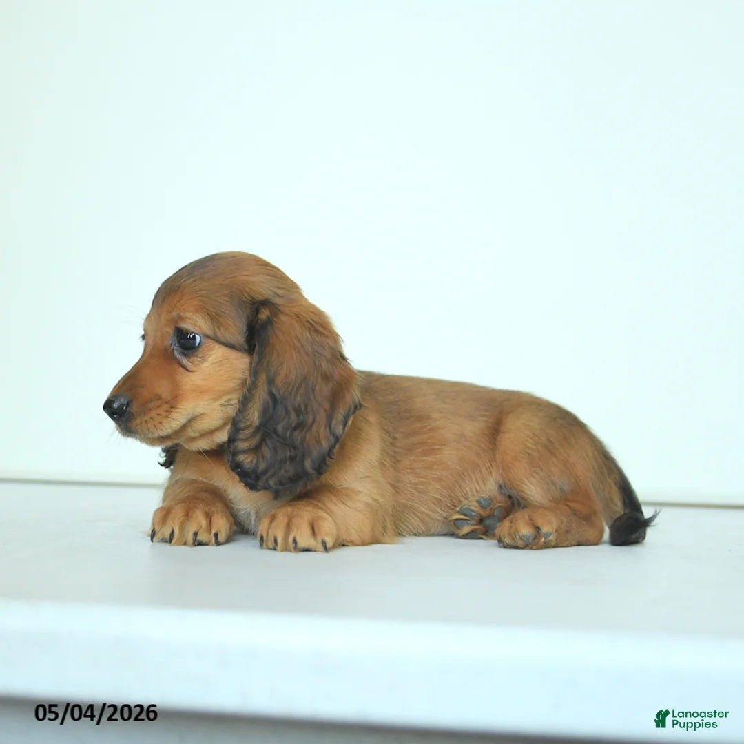 Miniature Dachshund dogs for sale: Darlene - Ad 5