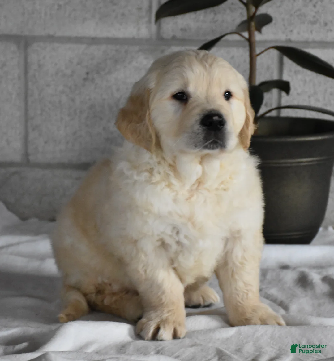 Golden Retriever dogs for sale: Cleo Genetic/OFA  - Ad 13