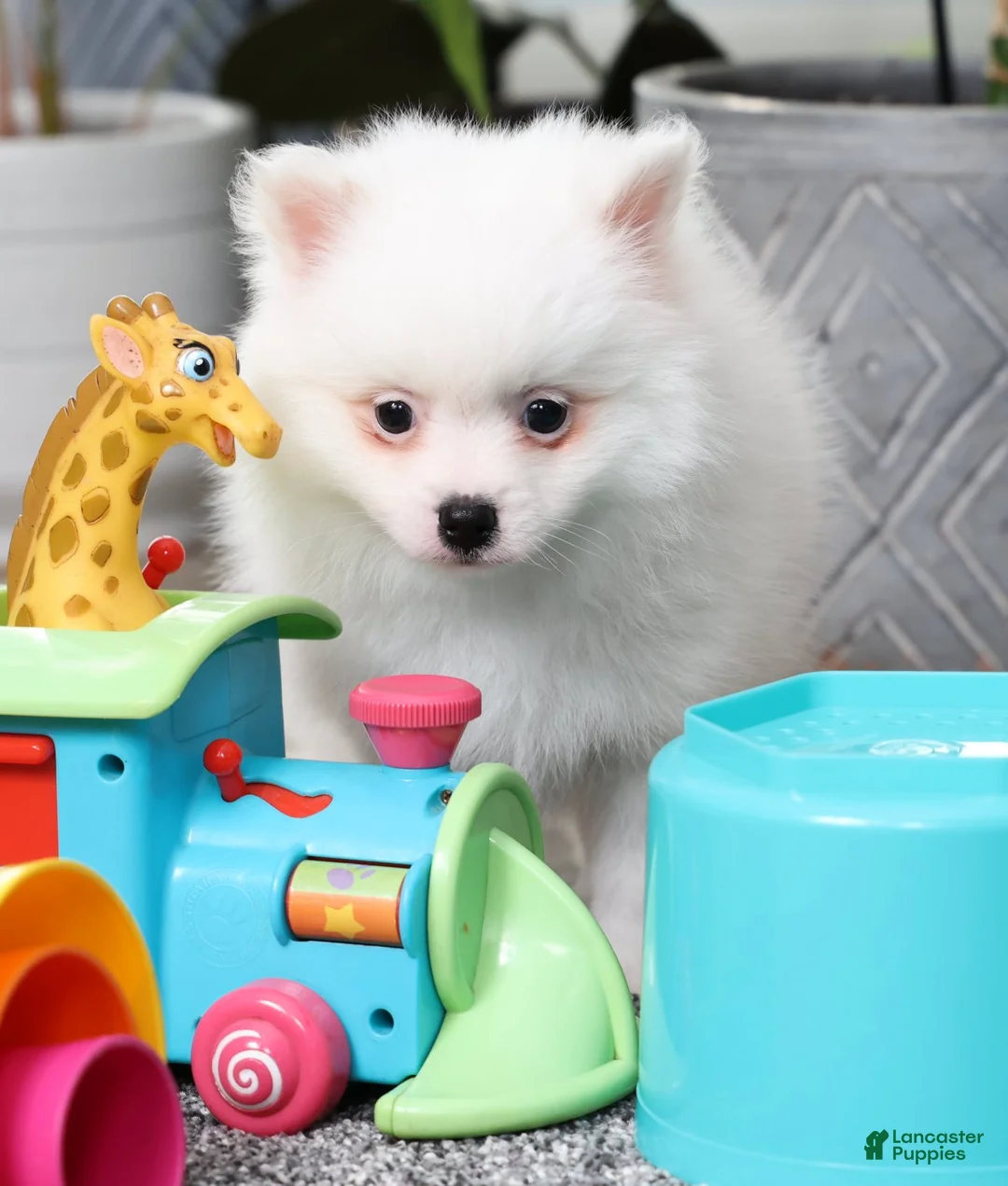 Pomeranian dogs for sale: Teddy - Ad 5