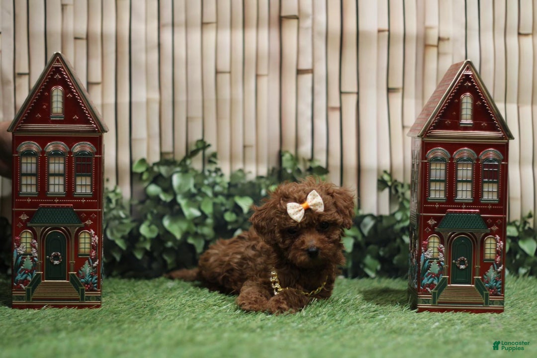 Toy Poodle dogs for sale: Toy Poodle Puppy  - Ad 2