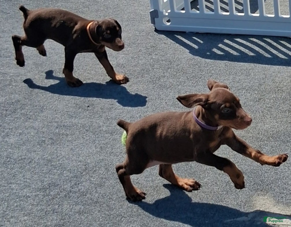 Doberman Pinscher dogs Doberman Pinscher Puppy 2 - Ad 2