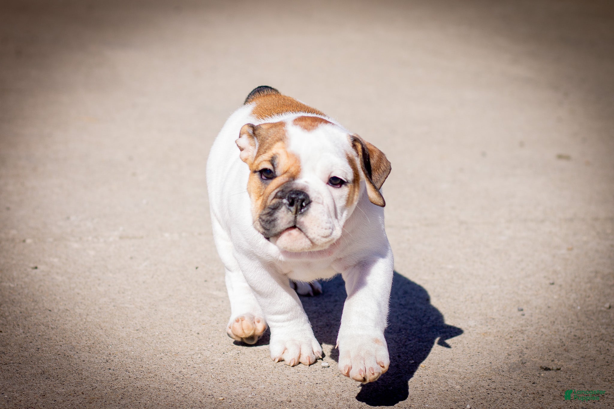 English Bulldog dogs Harley - Ad 2