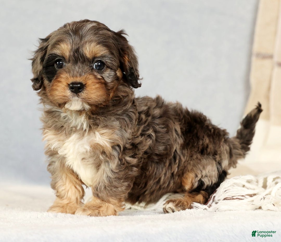Cavapoo dogs for sale: Bingo - Ad 2