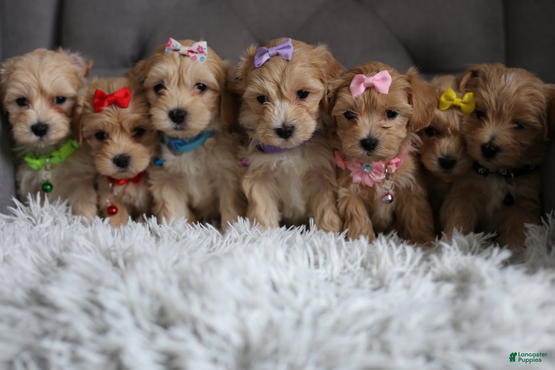 Maltipoo dogs for sale: Joy  - Ad 16