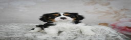 Cavalier King Charles Spaniel dogs for sale: Lynn - Ad 5