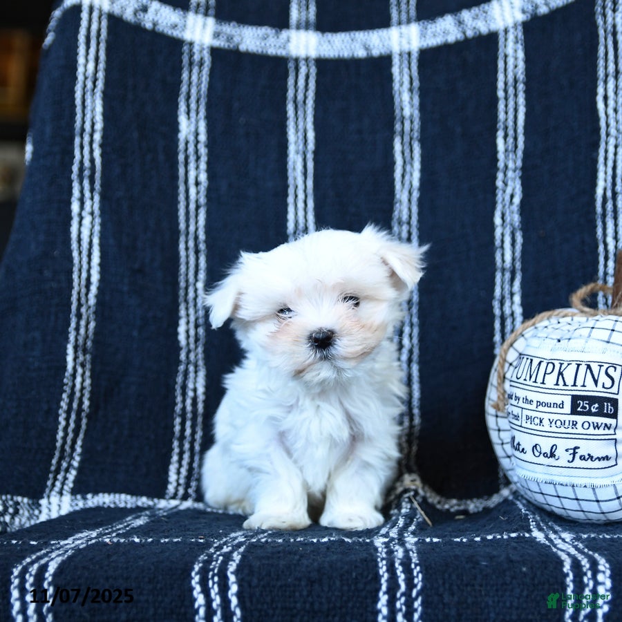 Maltese dogs Cadbury - Ad 11