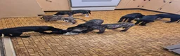 Great Dane dogs for sale: Diva Denise - Ad 15