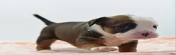 Mixed Breed dogs for sale: Rosie - Ad 18