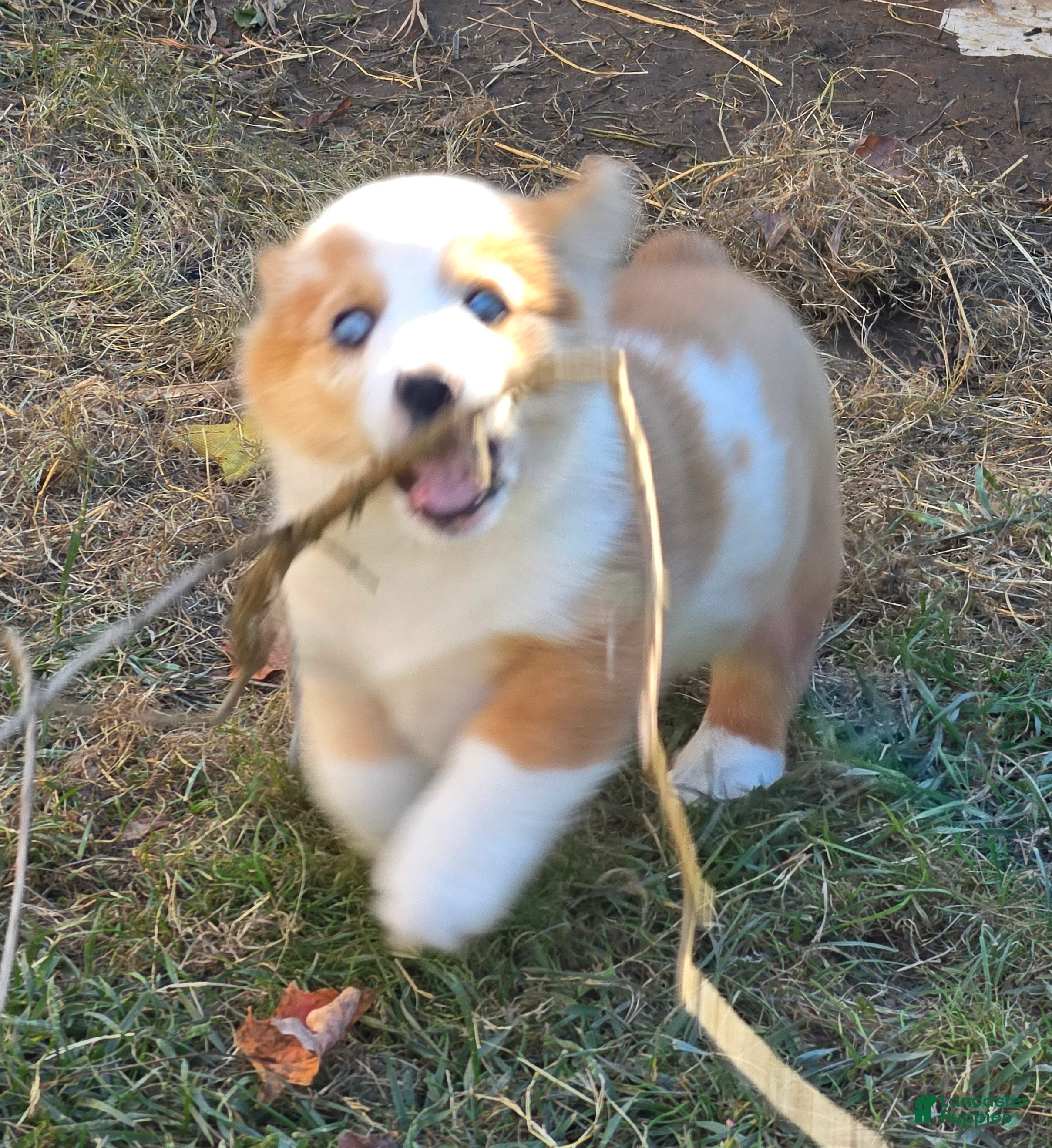 Welsh Corgi Pembroke dogs Beautiful Bentley  - Ad 2