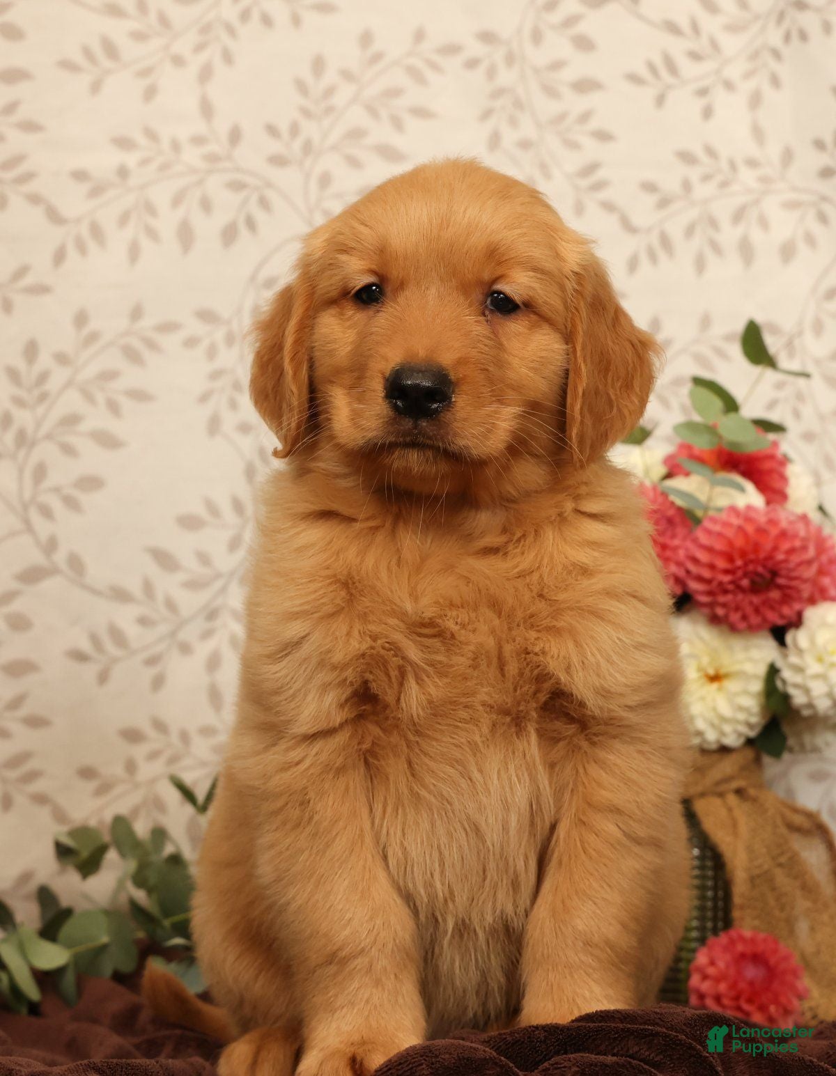 Golden Retriever dogs Hudson - Ad 1