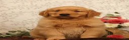 Golden Retriever dogs for sale: Hudson - Ad 1