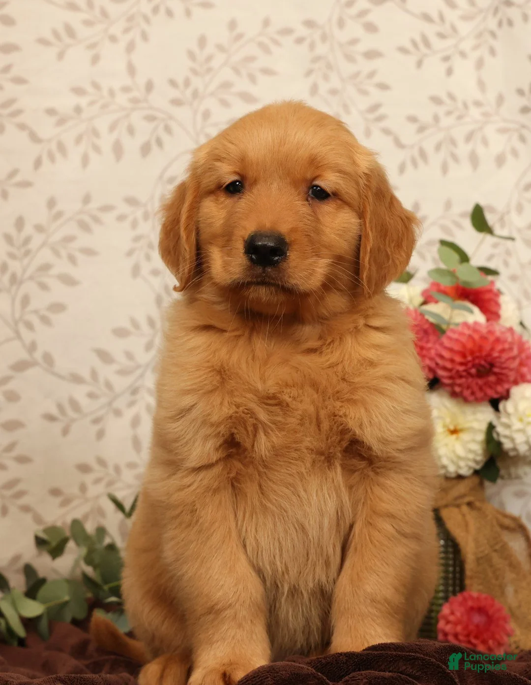Golden Retriever dogs for sale: Hudson - Ad 1
