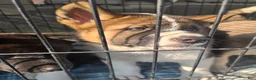 Akita dogs for sale: Leo  - Ad 4