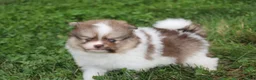 Pomeranian dogs for sale: Bentley  - Ad 4