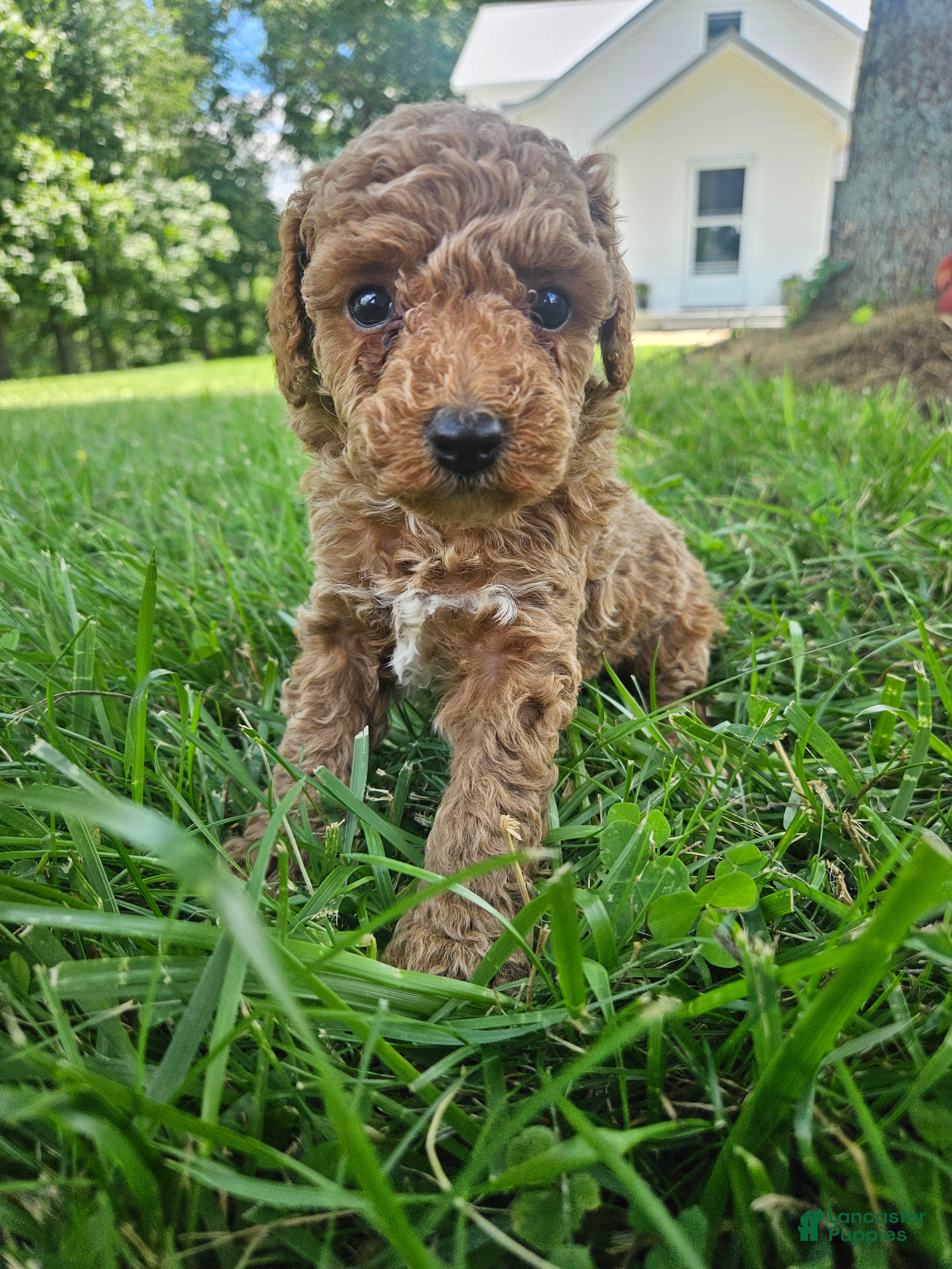 Cavapoo dogs Jax - Ad 32