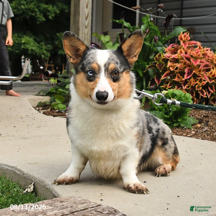 Welsh Corgi Pembroke dogs Bingo - Ad 2