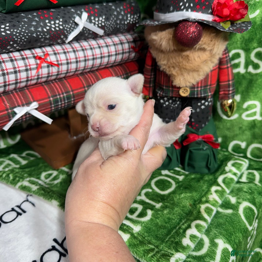 Chihuahua dogs for sale: Nova Short Coat - Ad 7