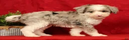 Mini Sheepadoodle dogs for sale: Duke - Ad 6