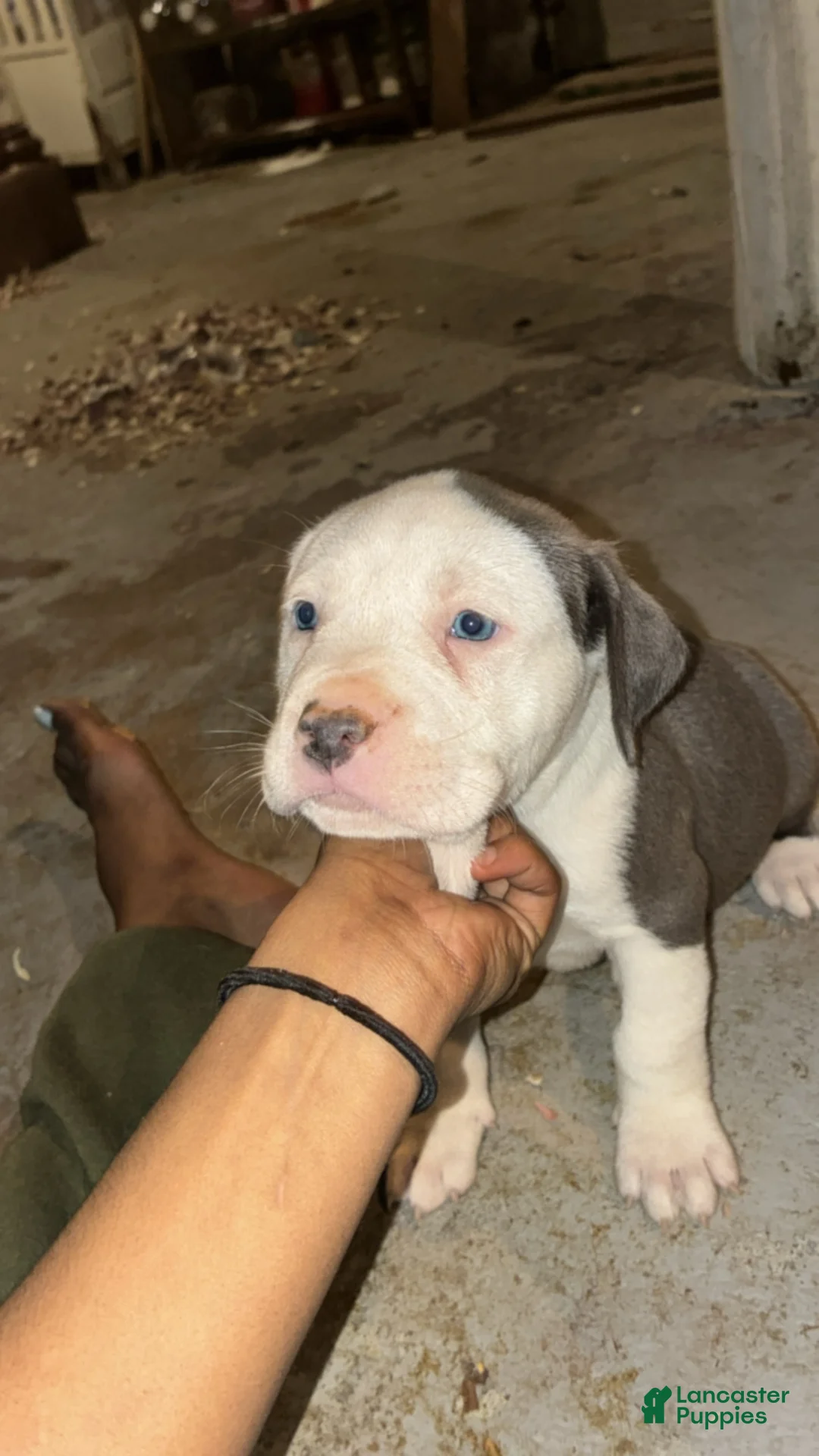 American Pit Bull Terrier dogs for sale: Bud - Ad 2