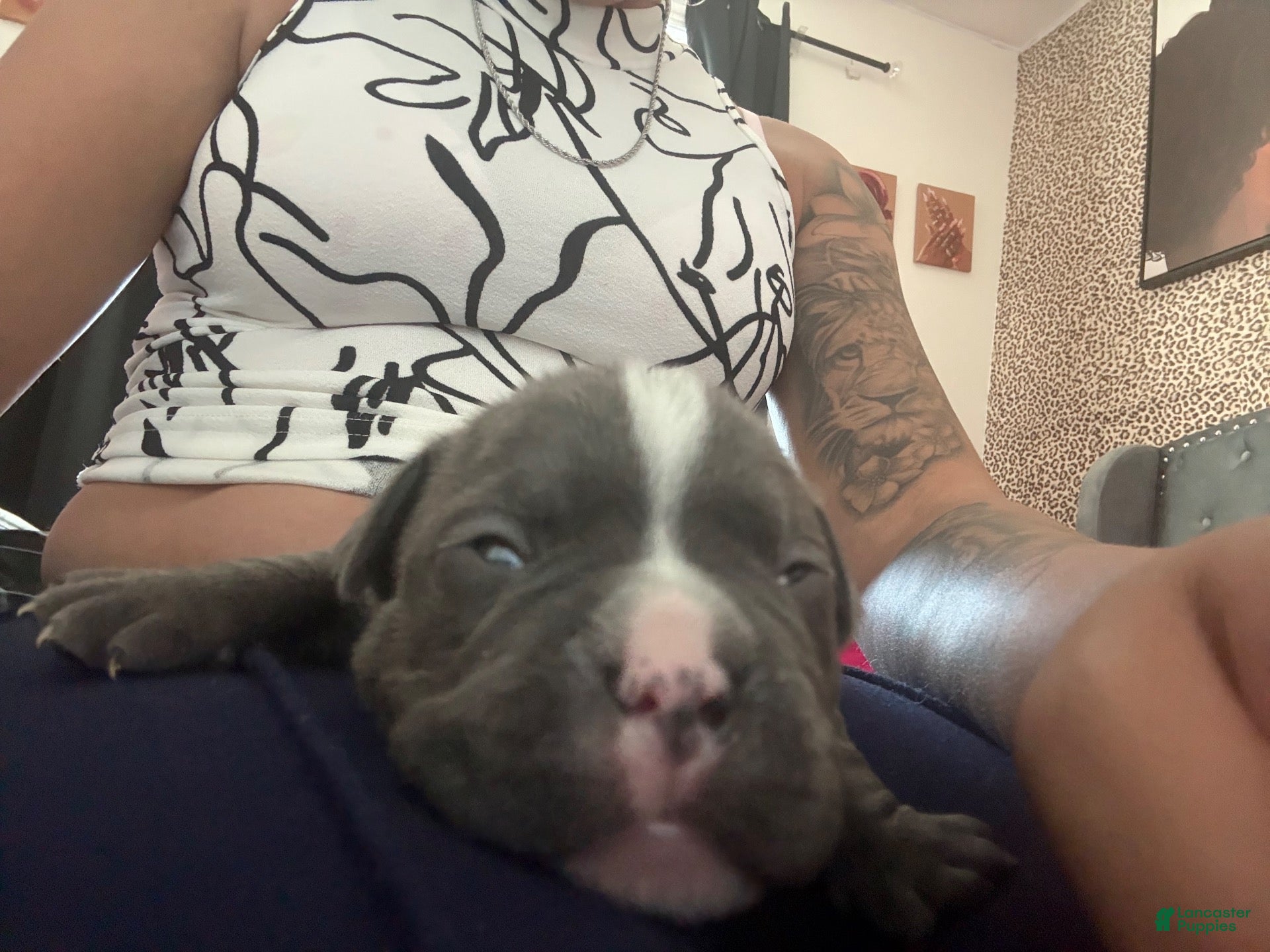Mixed Breed dogs Mixed Breed 2 - Ad 12