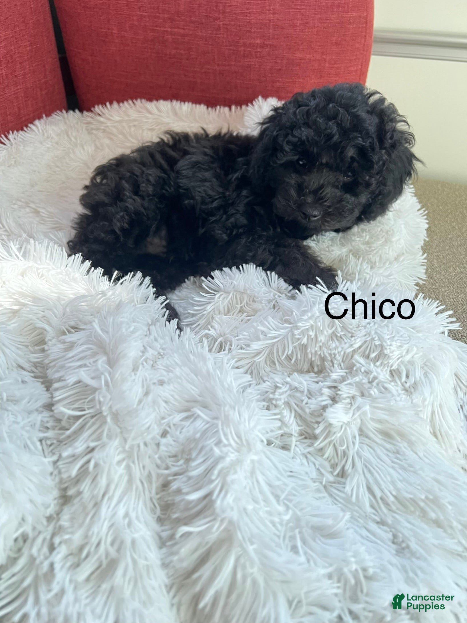 Miniature Poodle dogs Chico - Ad 2