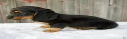 Miniature Dachshund dogs for sale: Murphy - Ad 6
