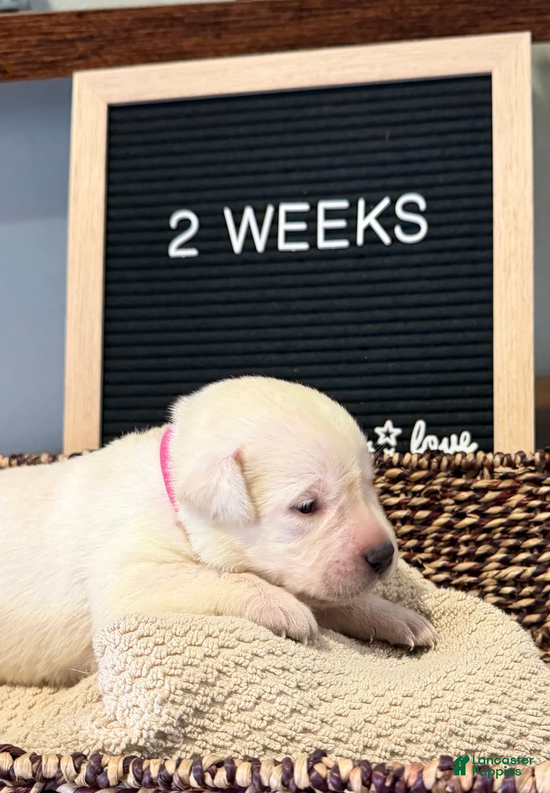 Labrador Retriever dogs for sale: Pink - Ad 1
