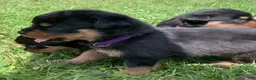 Rottweiler dogs for sale: Purple Female - Ad 6