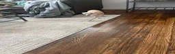 Chihuahua dogs for sale: Chihuahua  - Ad 2