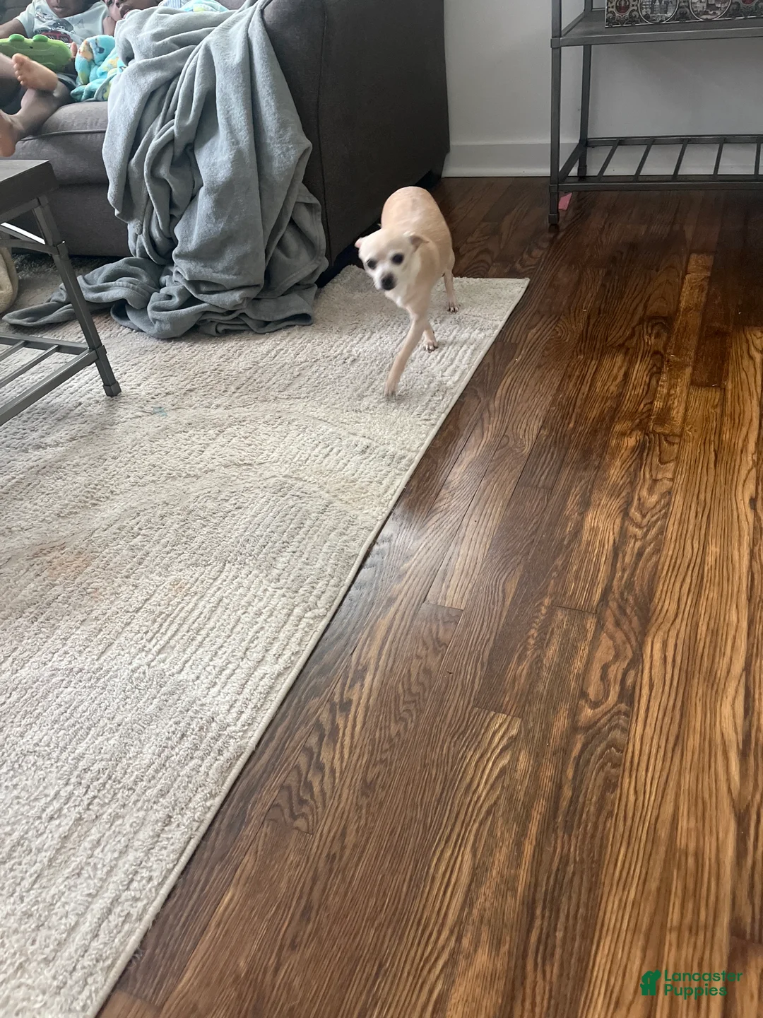 Chihuahua dogs for sale: Chihuahua  - Ad 2