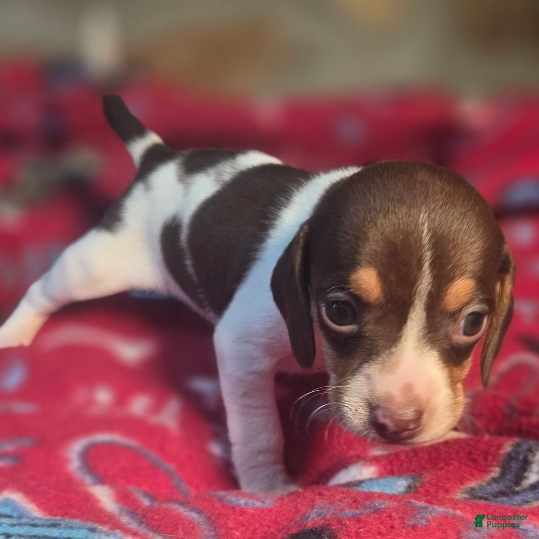 Beagle dogs for sale: Nutmeg Queen Elizabeth Pocket Beagle - Ad 3