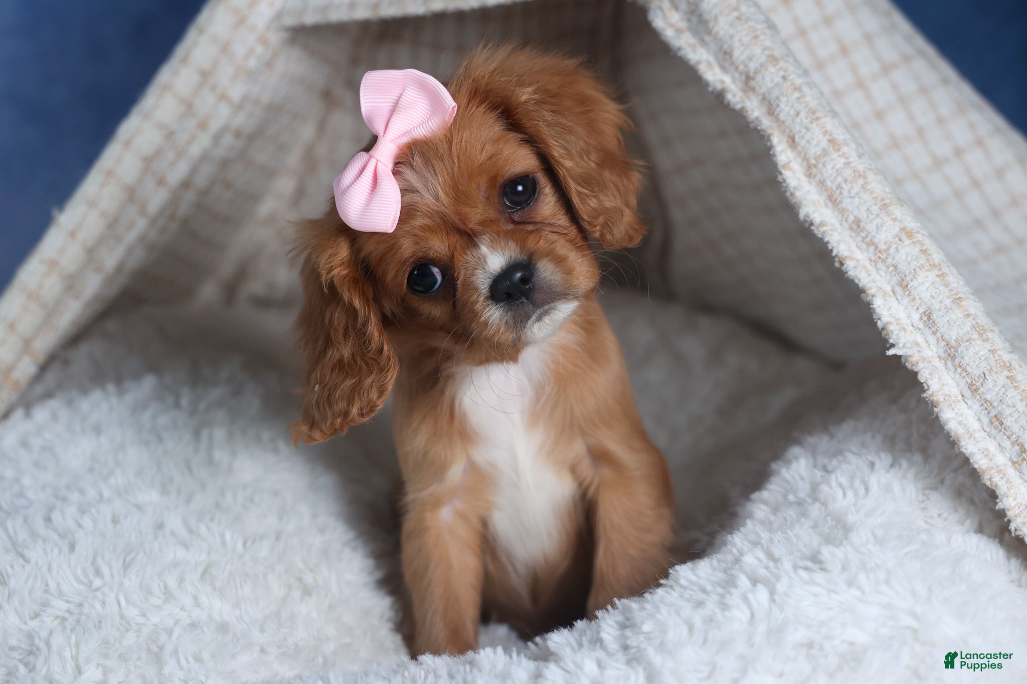 Cavalier King Charles Spaniel dogs Pippin - Ad 1