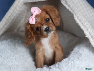 Cavalier King Charles Spaniel dogs for sale: Pippin - Ad 4
