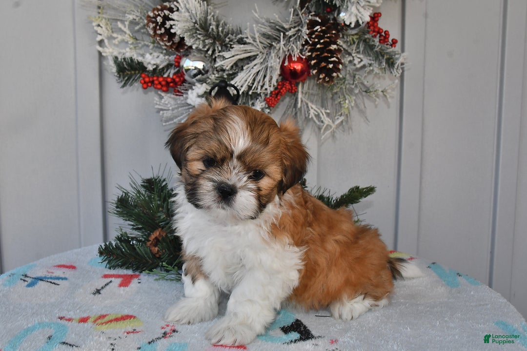 Gallery Image {{count}}