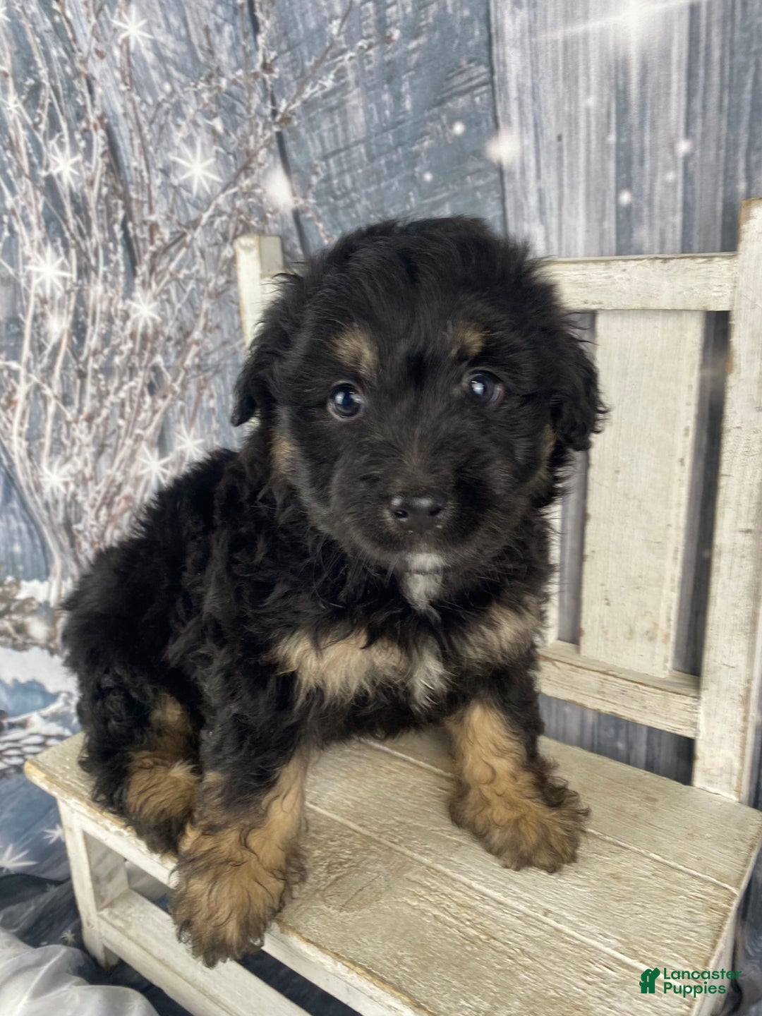 Mini Aussiedoodle dogs for sale: Ian - Ad 4