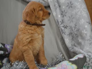 Golden Retriever dogs Rosa - Ad 33