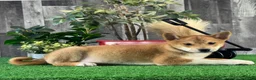 Shiba Inu dogs for sale: Icy - Ad 3