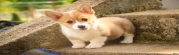 Welsh Corgi Pembroke dogs for sale: Zoey - Ad 4