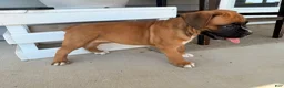 Boxer dogs for sale: Daisy - Ad 11
