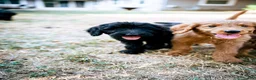 Goldendoodle dogs for sale: Honey - Ad 4