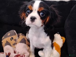 Cavalier King Charles Spaniel dogs Emerson - Ad 36
