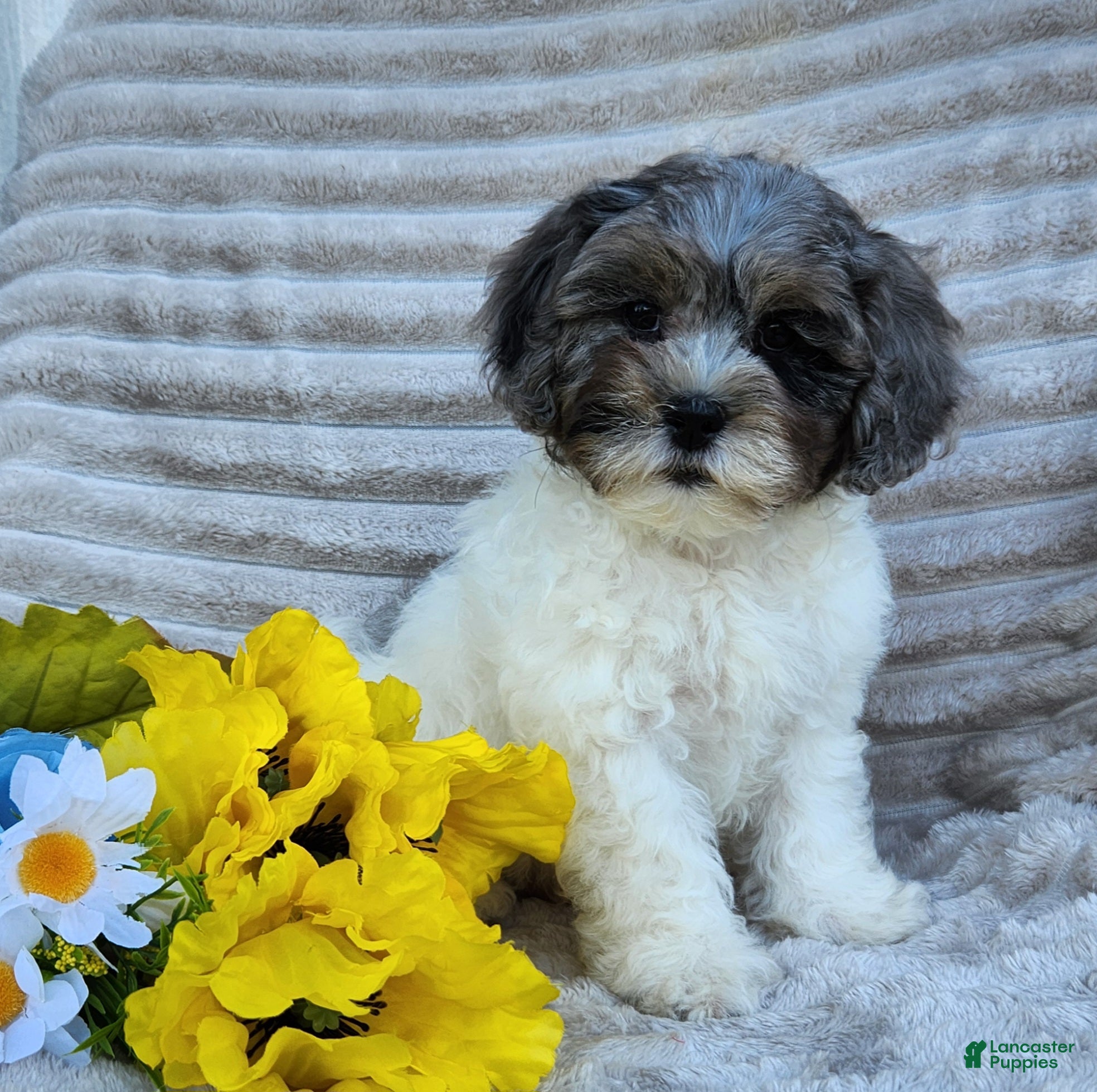 Shihpoo dogs Cruz - Ad 2
