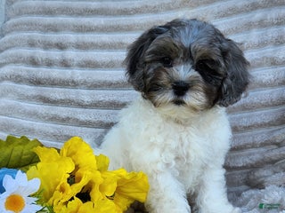 Shihpoo dogs Cruz - Ad 5