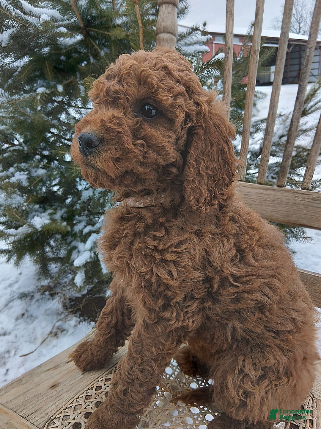 Irish Doodle dogs for sale: F1B Molly - Ad 1