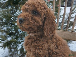 Irish Doodle dogs F1B Molly - Ad 3